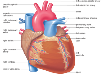 Pulmonary veins carry blood to the discount
