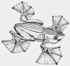 Difference between Cold blooded and Warm blooded animals Difference between Cold blooded and Warm blooded animals