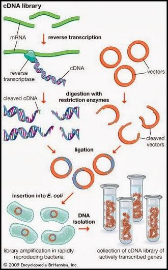 Difference between Genomic and cDNA Library