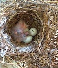 Difference between Oviparous and Viviparous animals (Oviparous vs Viviparous ) Difference between Oviparous and Viviparous animals (Oviparous vs Viviparous )